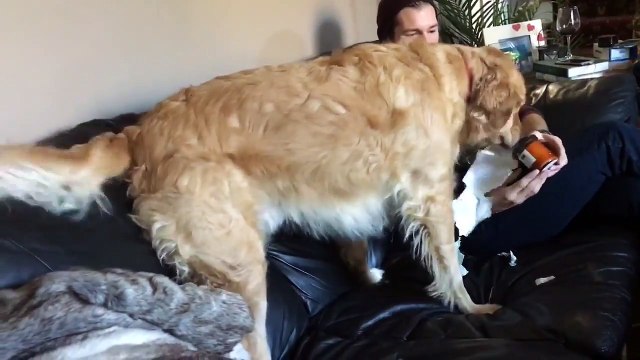 Regardez ce chien ouvrir ses cadeaux de noel