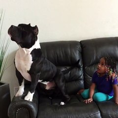 La Mamma Rientra In Casa E Trova La Figlia Insieme Al PitBull... In Una Scena Esilarante!