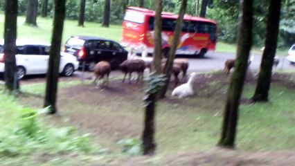 Lihat Kambing Aneh , Apa Namanya Binatang itu...___