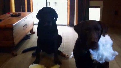 Uno Dei Due Ha Messo La Casa A Soqquadro. Chi? Ce Lo Svela Il Cane In Secondo Piano!