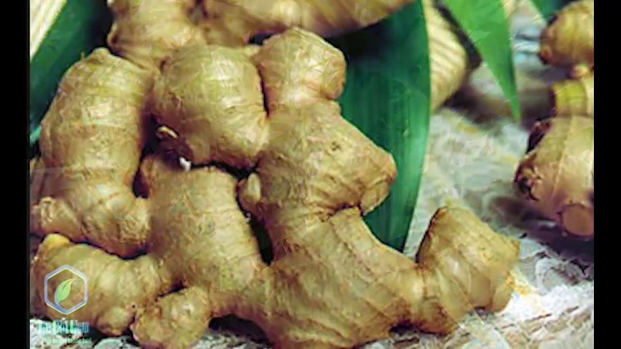 BÀI THUỐC CHỮA ĐAU LƯNG HIỆU NGHIỆM TỪ CÂY GỪNG
