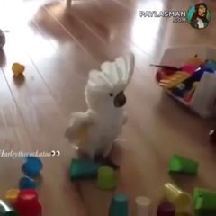 Ruh Hastası Papağan