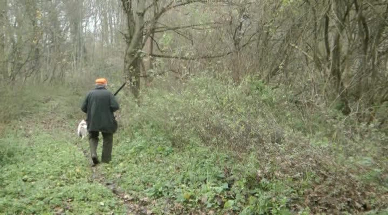 Chasse de la bécasse