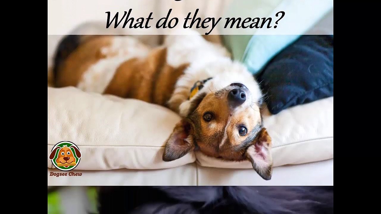 Common Dog Behaviors and What do they mean?