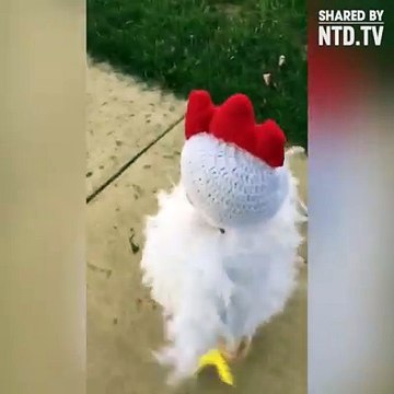 (8) NTD Television - Timeline