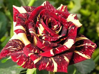 HAPPY BIRTHDAY BABY - BY TONY CHRISTIE