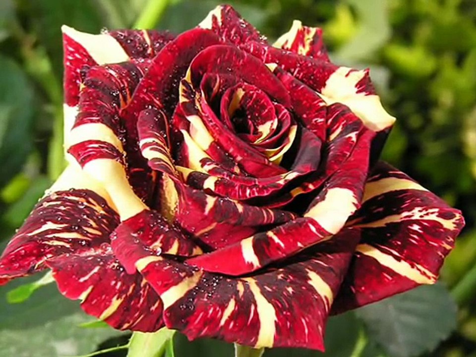 HAPPY BIRTHDAY BABY - BY TONY CHRISTIE