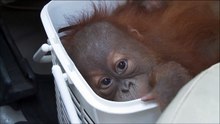 Whatsapp, sauve ces Orangs-outans d'un trafic