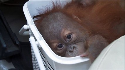 Whatsapp, sauve ces Orangs-outans d'un trafic