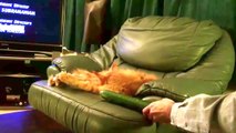 Funny Cats vs Cucumbers Compilation. Funny cat fails try not to laugh. Funny cat videos 2016 -part 2-vR4cCoXQtkM