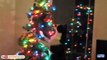 Funny Cats vs Christmas Trees - Funny Cats Christmas Compilation -  part 2-htvCx0FG9Ww