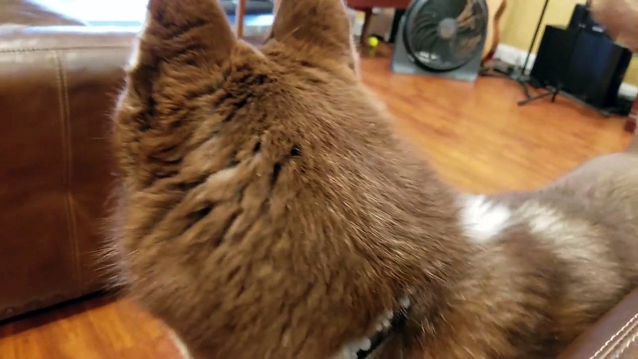 Cute husky demands chest rubs from owner