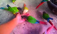 Feeding amazon parrots