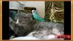 Cats and Bird Compilation !! _ Funny Cats and Bird Videos _ Compilation 2015 [NEW HD]-i0MFtCBLTRY