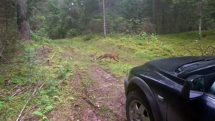 Un homme a la mauvaise idée d’attirer un renard en lui jetant ses clés
