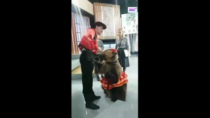 Ne pas toucher l'ours