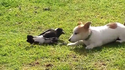 Vídeo: Cão e Pássaro brincam sem parar - DEZ 2016