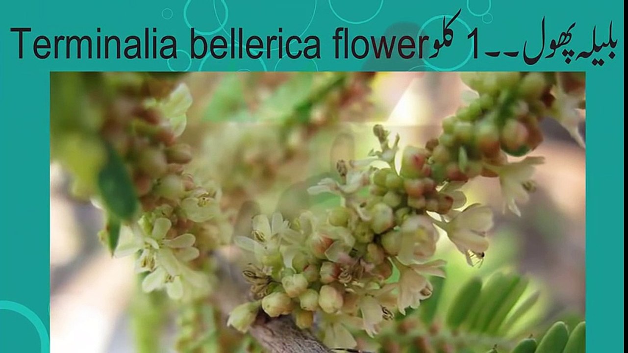 Balon   Safed balo ko kala karne ka tarika   Black hair tips in urdu   Safed baal   Black hair tips