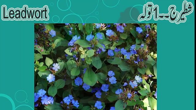 Beauty tips for skin in urdu Chehre ke til hatane ka tarika Face beauty tips in urdu Chehre