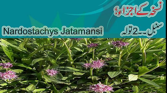 Beauty tips for skin in urdu Face beauty tips in urdu Rang gora karne wali cream Beauty tips