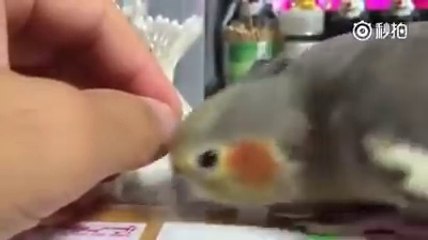 sev beni diyen sultan papağanı