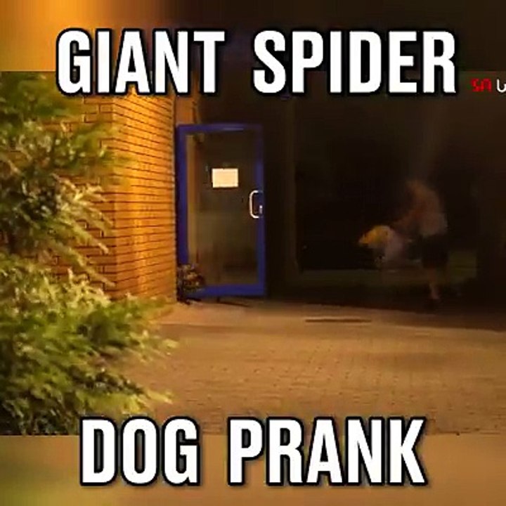 big spider