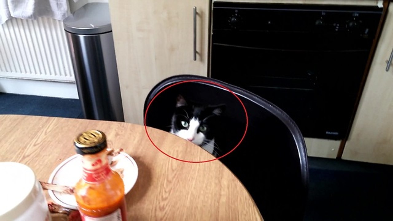 Naughty cat caught stealing chicken from table