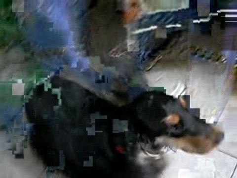 Je veux aller dehors, je veux aller dehors !!