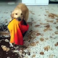 eu tô rindo de tantas coisas nesse... - Catioro Reflexivo