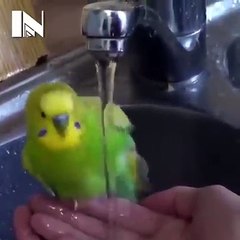 lavando a periquitínea - Catioro Reflexivo