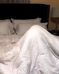 Conheça o cão que sabe jogador às escondidas