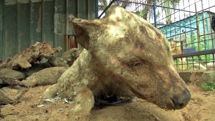 Un zoo de la bande de Gaza abandonné se transforme en véritable cimetière géant