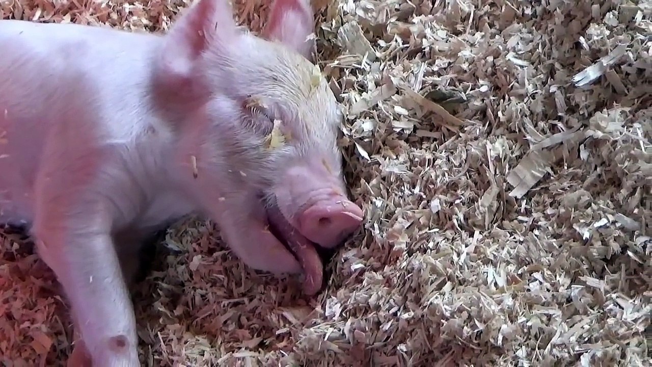 A MOTHER'S LOVE on the FARM - Children Nursery Rhyme Stories