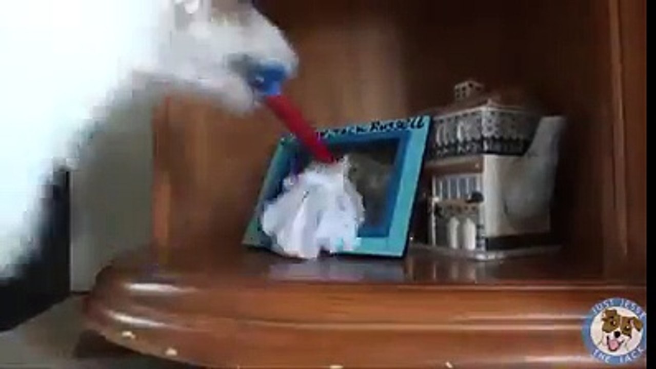 FUNNY VIDEO:ABOUT PET DOG