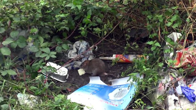 Décharge sauvage à Gilly et sa faune sauvage