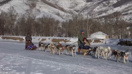 هذا الصباح-التزلج باستخدام الكلاب في منغوليا