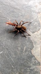 a aranha é derrotada! é o povo fazrndo justiça contra os vilões do Brasil