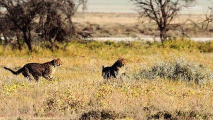 The World's Fastest Land Animal is Racing Towards Extinction