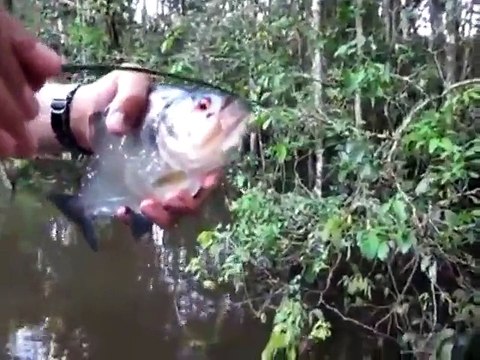 Regardez la puissance de ce piranha et sa machoire