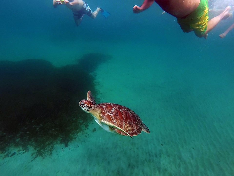 Tortue - Martinique