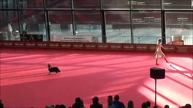 The Way This Dog Reacts to Its Owner’s Movement Has Captured the Internet’s Heart