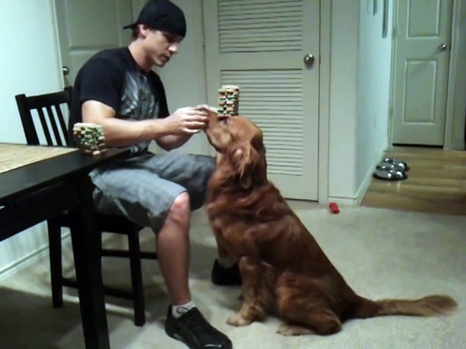 Dog balancing treats. The stacking of 36 treats, Jenga dog