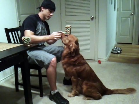 Dog balancing treats. The stacking of 36 treats, Jenga dog