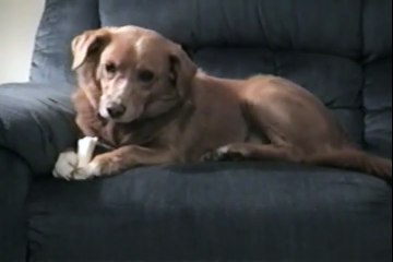 Dog Bites own Leg