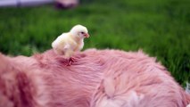 Dog loves Baby Chicks