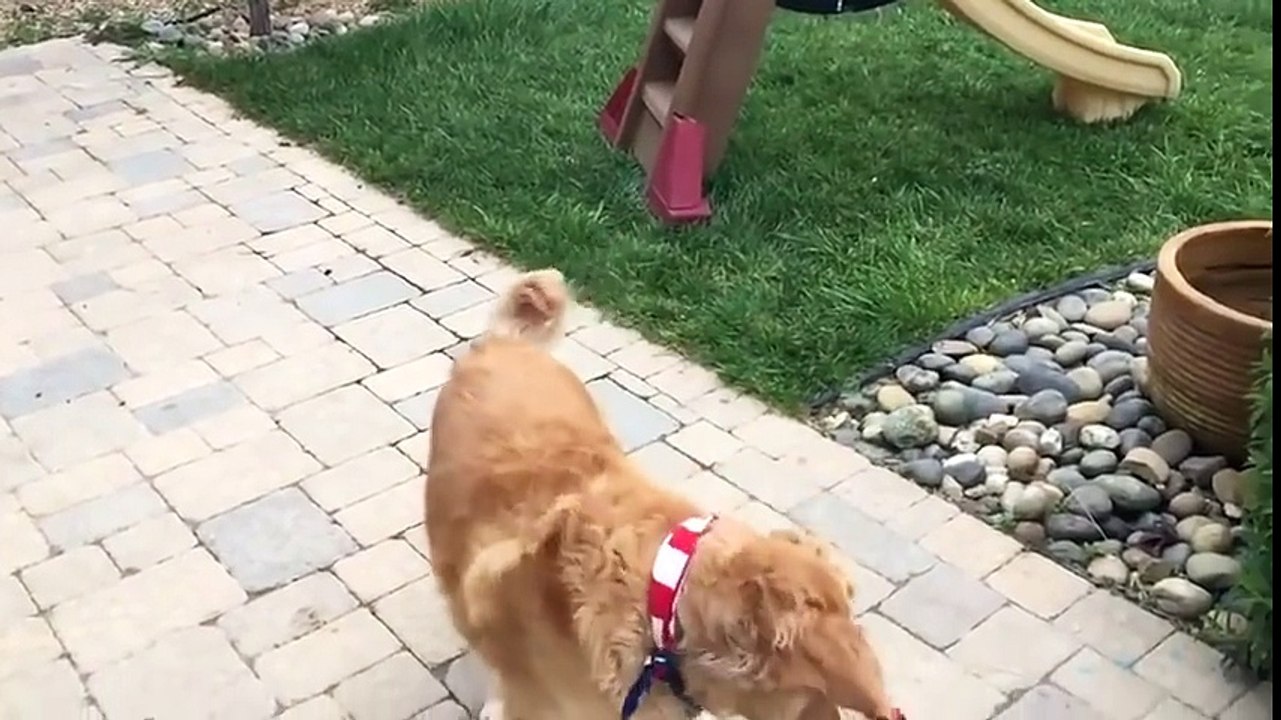 Dog struggles to catch food - Golden retriever slow motion