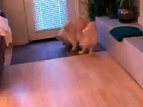 dog tricks Golden Retriever Grace cleans the house