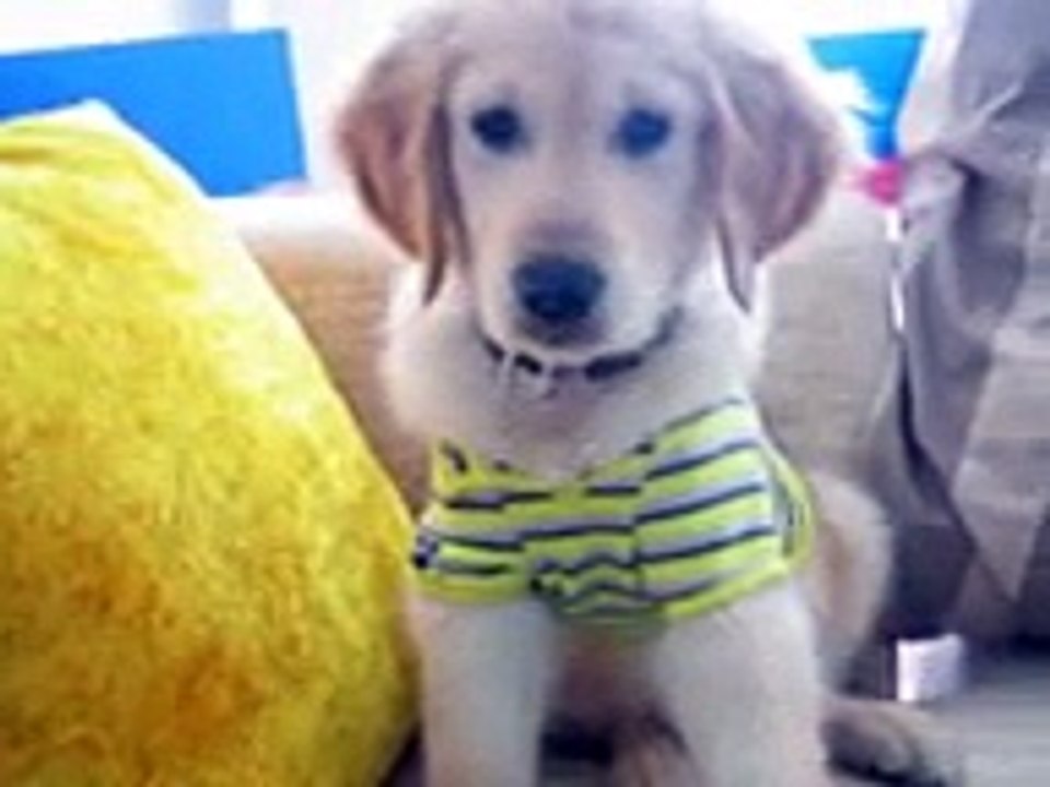 Dino the Golden Retriever - Mission Possible
