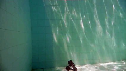 Diving Labrador Retriever - Diving Dog. Labrador Retriever buceador. Perro buceador.