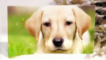 Documental Sobre El Labrador Retriver - SobreNaturaleza